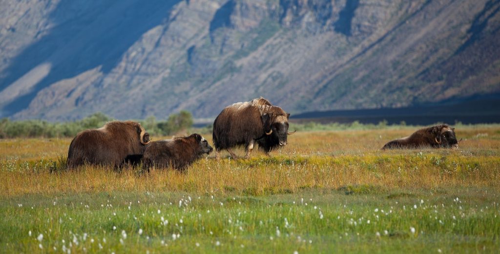 mush_oxen_wondering_in_tundra_land_kangerlussuaq