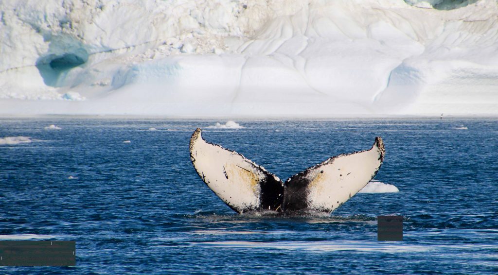 whale_tale_in_front_of_the_icebergs