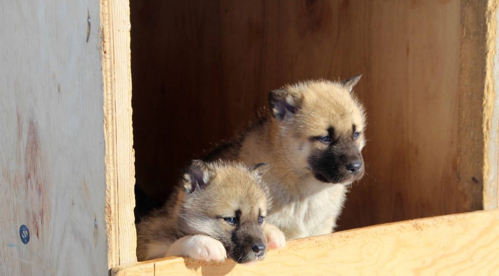 two_greelandic_puppies_looking_ourside_in_ilulissat